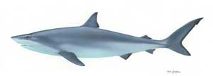 5-meter-shark
