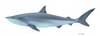 2-meter-shark