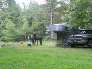 The horses at their facilities at Peggy's Cabin