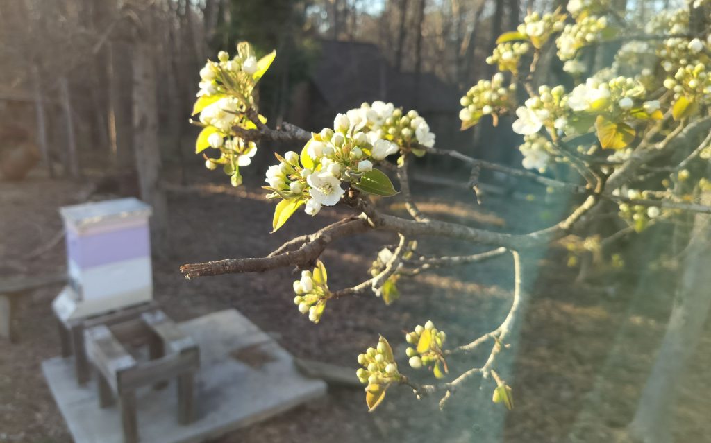 tree blossoms