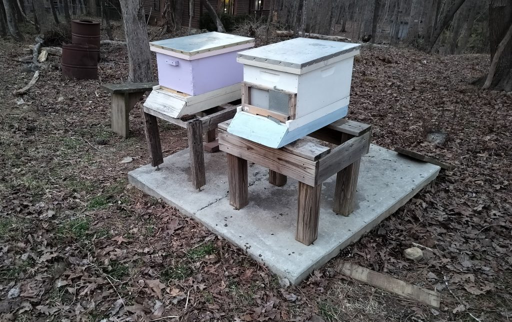 two bee hives on concrete pad under trees