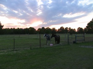 Wallie and Cleo at Chadbourne Farm