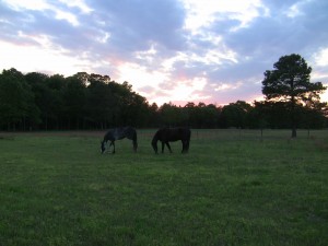 Wallie and Cleo at Chadbourne Farm