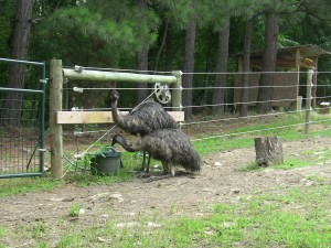 Emus drinking