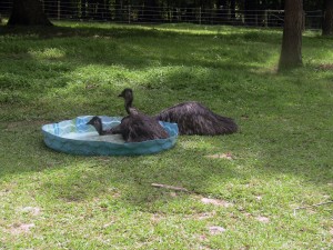 Emu bath 1