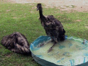 Emus bath 6