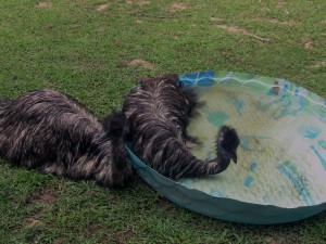 Emu bath 5