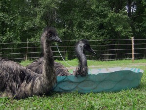 Emu bath 4