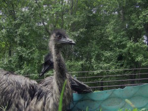 Emu bath 3