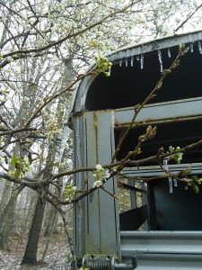 Icicles in March 1