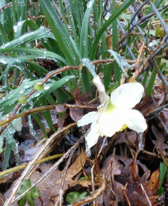 Daffodils in ice 2