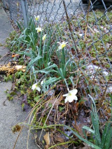 Daffodils in ice 1