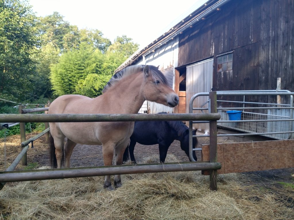 Heidi's Pferde