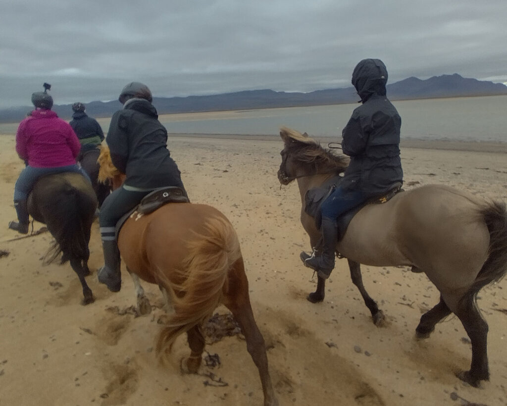 Horses and riders tölting along the beach