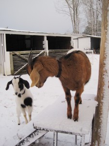 Goats in the snow 1