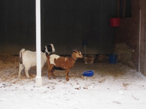 Goats in the snow 0