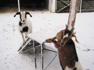 Goats in the snow 2