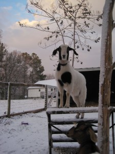 Goats in the snow 3