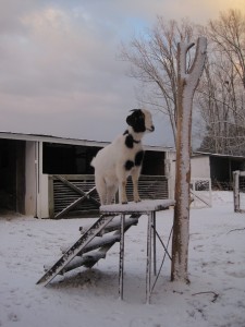 Goats in the snow 4