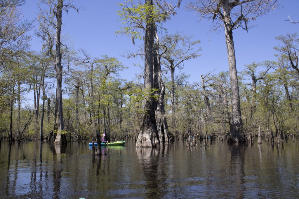 Flooded cypress forest 