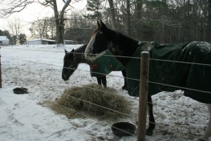 Wally and Cleo in the snow