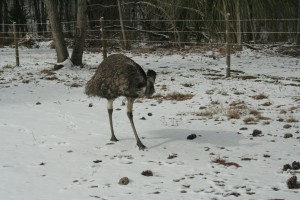 Emus in the snow 10