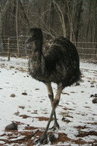 Emus in the snow 9