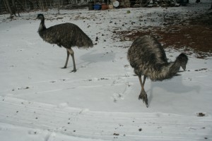 Emus in the snow 8