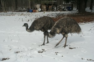 Emus in the snow 7