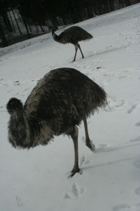 Emus in the snow 6