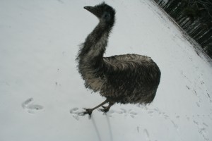 Emus in the snow 5