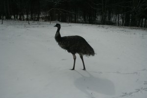 Emus in the snow 4
