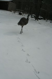 Emus in the snow 3