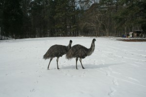Emus in the snow 2