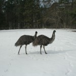 Emus in the snow