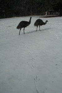 Emus in the snow 1