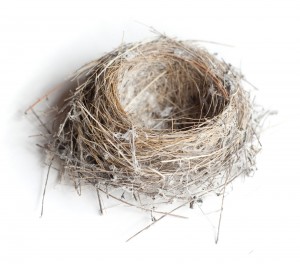 Small birds nest