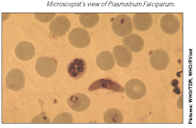 Plasmodium Falciparum