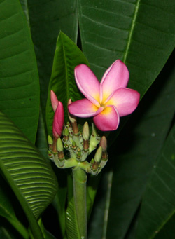 plumeria blossom