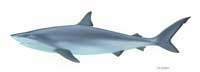 4-meter-shark