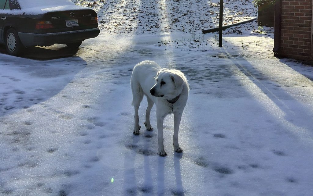 dog in snow-covered driveway